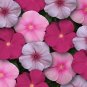 Vinca Titan Bubble Gum Mix 250 seeds