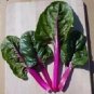 Swiss Chard Magenta Sunset 500 seeds