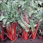 Swiss Chard Rhubarb 500 seeds