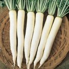 Radish China White Winter 500 seeds