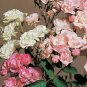 Rosa chinensis Angel Wings 100 seeds