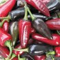 Pepper Hot Black Hungarian 250 seeds