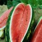 Watermelon Allsweet 250 seeds