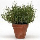 Thyme Simply Thymus vulgaris 250 Seeds MSP