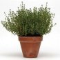 Thyme Simply Thymus vulgaris 250 Seeds MSP