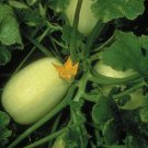 Squash Winter Tivoli 100 seeds