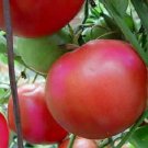 Tomato Beefsteak Pink 250 seeds