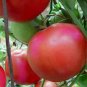 Tomato Beefsteak Pink 250 seeds