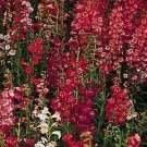 Penstemon hartwegii _ Perennial Blend 1,000 seeds
