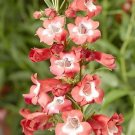 Penstemon Arabesque Red 100 seeds