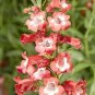Penstemon Arabesque Red 100 seeds