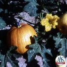 Pumpkin Autumn Gold 250 seeds