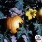 Pumpkin Autumn Gold 250 seeds