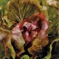 Radicchio Early Palla Rossa 500 seeds