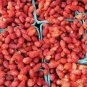 Strawberry Red Wonder 1,000 seeds