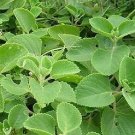 Thyme Spanish Thymus zygis 250 seeds