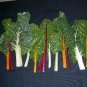 Swiss Chard Northern Lights 500 seeds