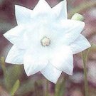 Platycodon Astra Double White 250 seeds