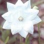 Platycodon Astra Double White 250 seeds