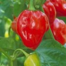 Pepper Hot Caribbean Red Habanero 250 seeds