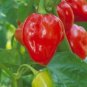 Pepper Hot Caribbean Red Habanero 250 seeds