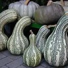 Pumpkin Cushaw Green Striped 250 seeds