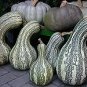 Pumpkin Cushaw Green Striped 250 seeds