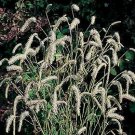 Sanguisorba tenuifolia Alba 100 seeds