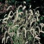 Sanguisorba tenuifolia Alba 100 seeds