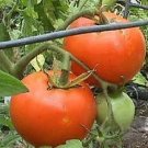 Tomato Nebraska Wedding 250 seeds