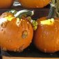 Pumpkin Knuckle 100 seeds