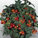Tomato Gardeners Delight 250 seeds