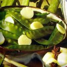 Pea Oregon Sugar Pot II 250 seeds