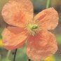 Papaver rupifragum Tangerine Gem 500 seeds