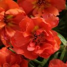 Portulaca Happy Hour Orange 1,000 seeds