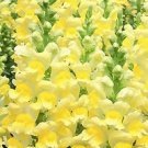 Snapdragon Potomac GF3-4 Yellow 500 seeds