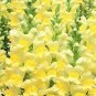 Snapdragon Potomac GF3-4 Yellow 500 seeds