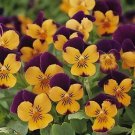 Viola Sorbet XP Orange JumpUp 250 seeds