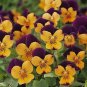 Viola Sorbet XP Orange JumpUp 250 seeds
