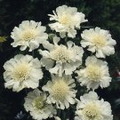 Scabiosa caucasica Perfecta Alba 250 seeds