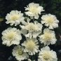 Scabiosa caucasica Perfecta Alba 250 seeds