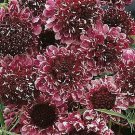 Scabiosa hybrida Beaujolais Bonnets 250 seeds