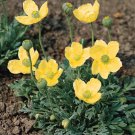 Papaver miyabeanum Pacino 500 seeds