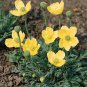 Papaver miyabeanum Pacino 500 seeds