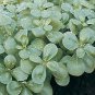 Purslane Goldberg 1,000 seeds