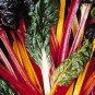 Swiss Chard Bright Lights 500 seeds