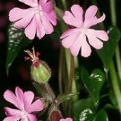 Silene dioica English Maiden 500 seeds