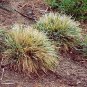 Sesleria caerulea 100 seeds