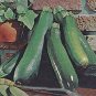 Squash Summer Commander (Zucchini) 100 seeds