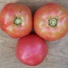 Tomato Traveler 76 500 seeds